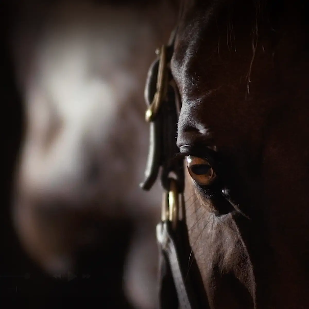Close up of bay horse