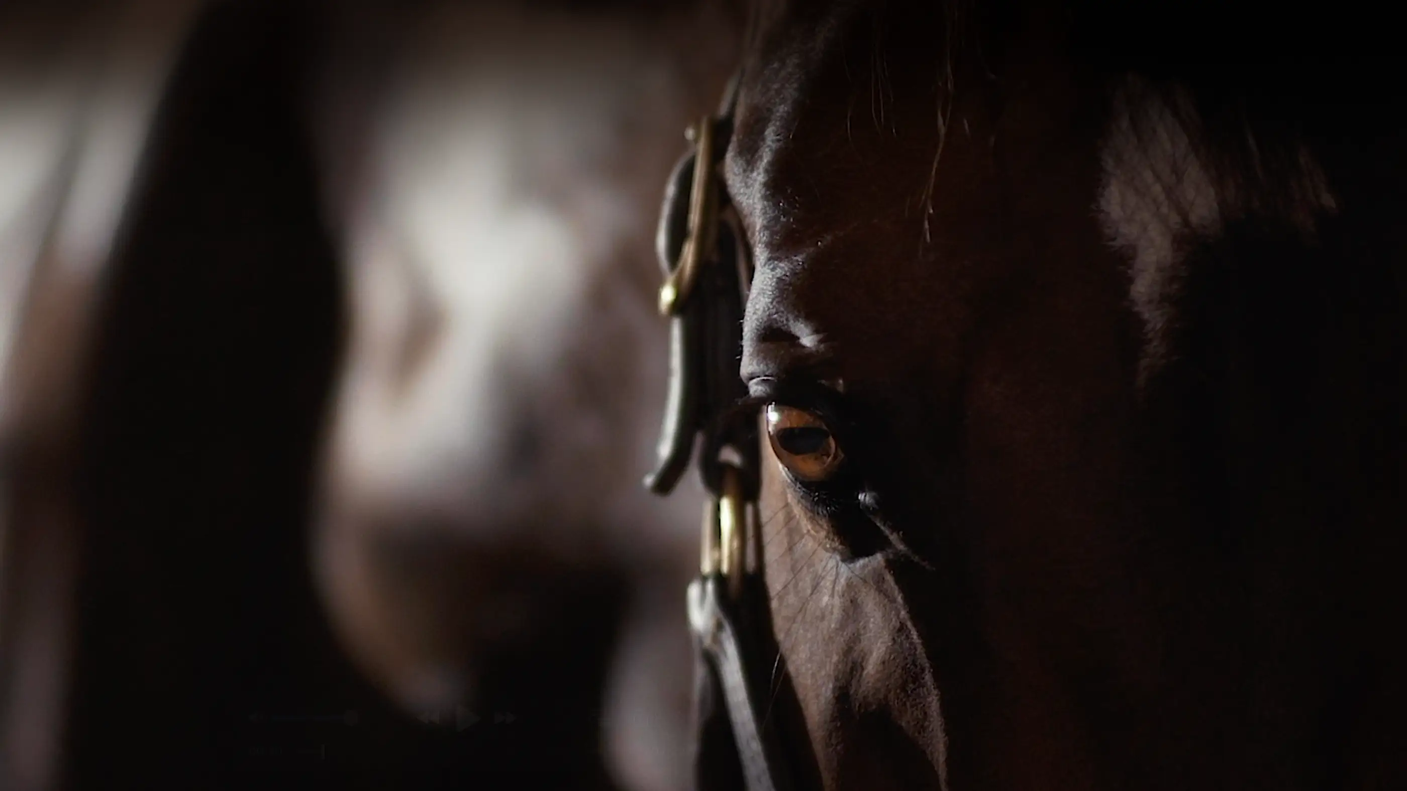 Close up of bay horse